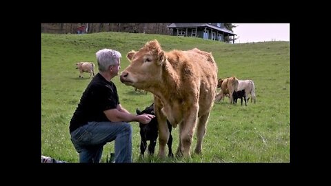 Farmhand brings cow her favorite treat after she delivers new baby