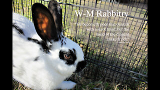 How We Learned Rabbitry: Breeding Rabbits
