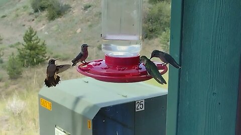 6 Hummingbirds