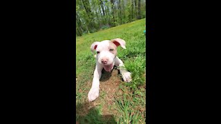 Goku the pitbull puppy and 4 wheelers