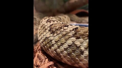 😳😱Top Dangerous snake ❤️ |🐍🐍 Snake nature WhatsApp Status | amazing nature video #shorts(2)
