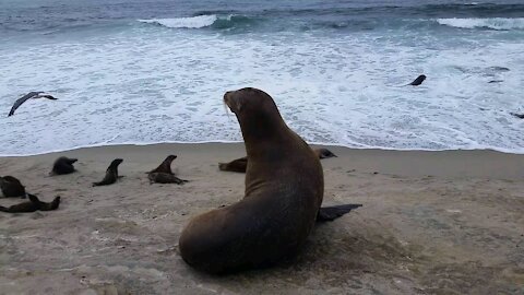 California Sea Lion