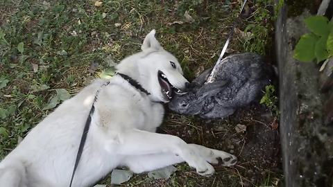 Husky instantly falls in love with pet bunny