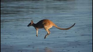 Un kangourou pique une tête à la plage