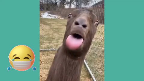 Bigmouthed Goat