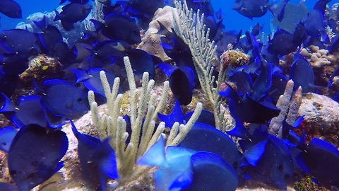 Incredibly beautiful blue tangs are extremely poisonous