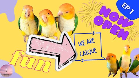 Ep1 The birth of a caique channel