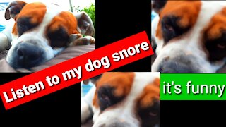 Listen to my dog ​​snore it's funny