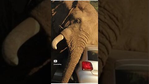 This Act Helped To Save An Elephant From An Unhealthy Diet