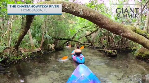 The Chassahowitzka River in Homosassa, FL | Giant Summer Adventure