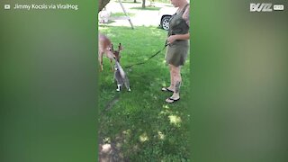 Deer has it licked after forming unlikely bond with cat