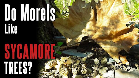 Morel Tree #2: Sycamore (2021) | Identifying Trees in Morel Season | Foraging Mushrooms Appalachia