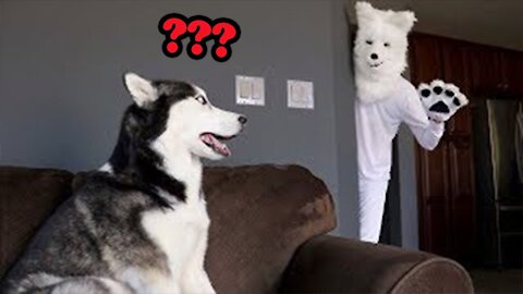 Funniest Pranks On Dogs & Cats #1 😆 TRY NOT TO LAUGH 😂