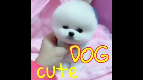 A cute 🥰 baby dog