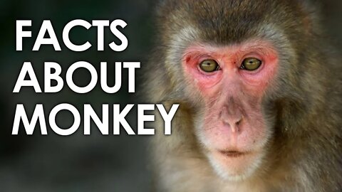 FACTS ABOUT MONKEY | THE AMAZING MONKEY | SMART MONKEY | ANIMAL | NATURE