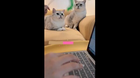 cute cats funny video