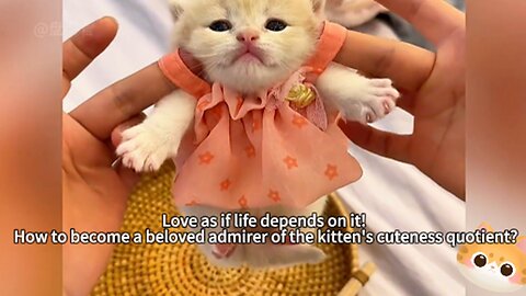 Love as if life depends on it! How to become a beloved admirer of the kitten's cuteness quotient?