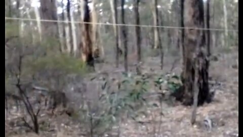 Huge spider web in forest!