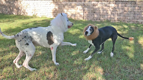 Great Danes Play In Their Lion Halloween Costumes