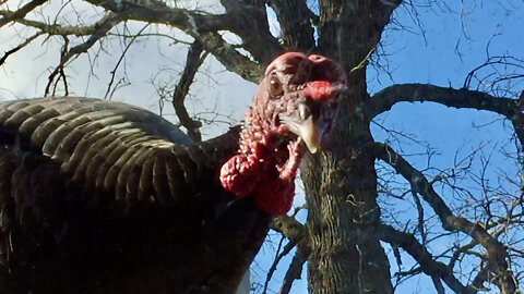 Turkey Knocks on Basement Window