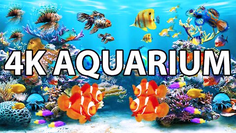 The Best 4K Aquarium for Relaxation 🐠 Sleep Relax Meditation Music - 4k Video Ultra HD