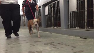 SOUTH AFRICA - Cape Town - SPCA rescues dog from a fighting ring. (Video) (JYD)