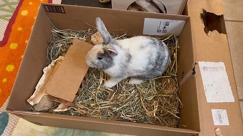 Rabbit Throws Tantrum in Cardboard Box 🐇 🍌 Funny Bunny