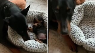 Gentle Doberman preciously plays with tiny puppy