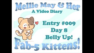 Video Diary Entry 009: Belly Up! Day 8