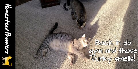 Feline Friday Fun: January! Back In Da GYM!