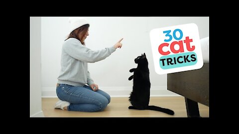 30 Tricks To Teach Your Cat|cat videos, cat, cat sound, cat voice, cat