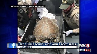Sea turtle found with spear through him on Key Largo
