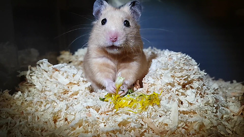 Little Golden hamster eat flower