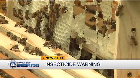 Local bee advocates warn about Neonicotinoid insecticide in spring potted flowers