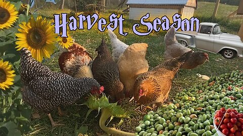 Reaping The Fruits Of Our Labour | Alberta Homestead