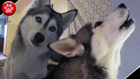 Husky Doing Head Tilts