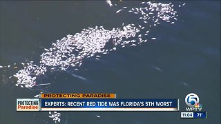 Red tide was among 5 worst in Florida's history