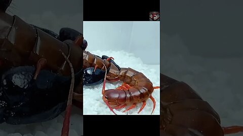 Heterometrus scorpion vs Giant Red Centipede #shorts #scorpion #vs