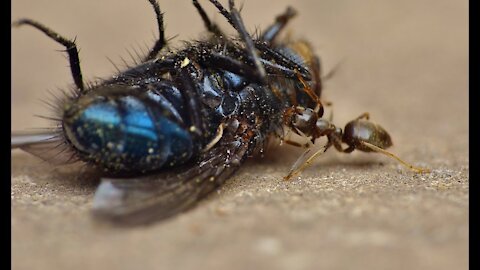 Strong Ant Drags Dead Housefly