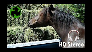 Soothing sound of my Morgan Horse eating hay. (ASMR for horse people)