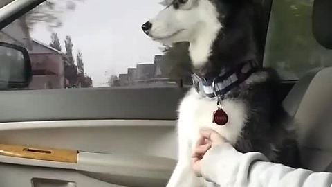 Spoiled Husky demands belly rubs