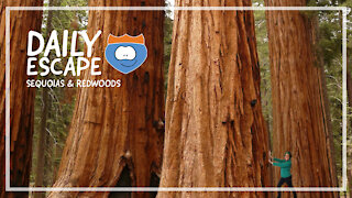 Daily Escape: Sequoias & Redwoods, by Oddball Escapes