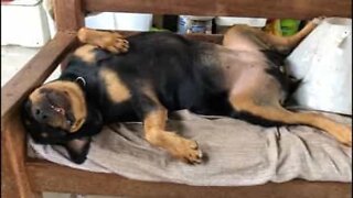 Naughty dog breaks plant pots and pretends to be asleep