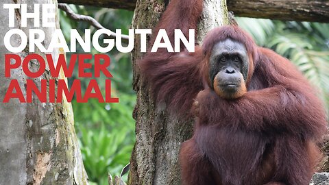 The Orangutan Power Animal