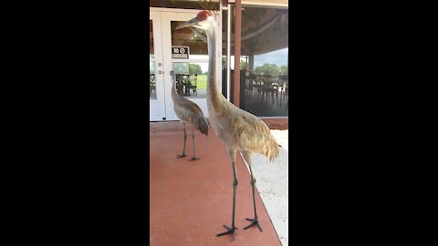 Sandhill Crane Fairwinds Golf Course