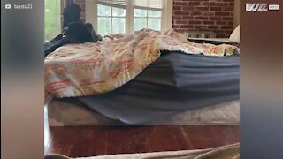 Cão adora enfiar-se dentro da coberta da cama