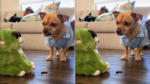 angry dog ​​fighting with monkey