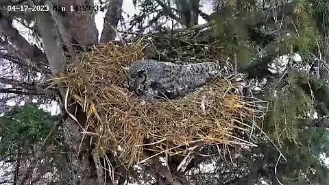 Ellie Rides Out a Sleet Storm 🦉 04/17/23 14:59