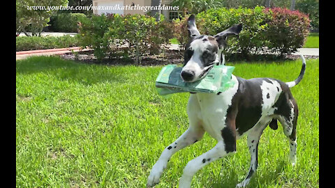 Funny Great Dane Interrupts Newspaper Delivery To Chase Biker