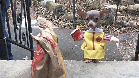 Chihuahua Dressed In McDonald’s Outfit Delivers Fast Food To Owner